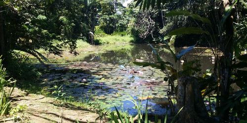 Забронировать Colo-I-Suva Rainforest Eco Resort